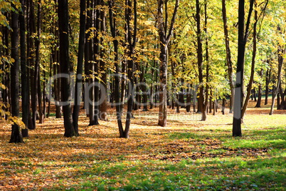 trees in autumn day