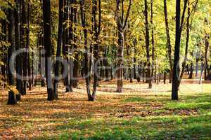 trees in autumn day