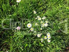 chamomile at dry sunny day