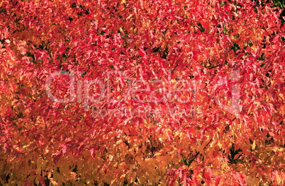 red and yellow leafs