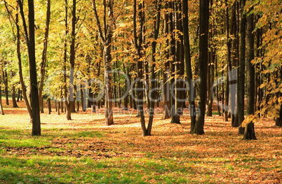 trees in gold fall