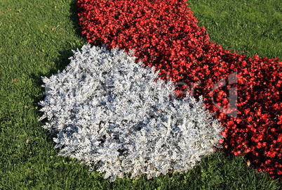 red little flowers at day