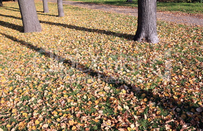 trees in autumn day