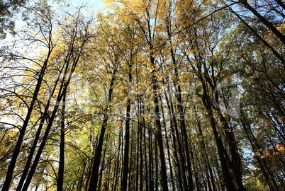 trees in autumn day