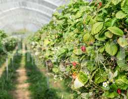 Rows of wild strawberries