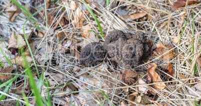 fresh brown truffles