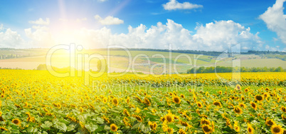 Field of sunflowers and sun rise. Wide photo.