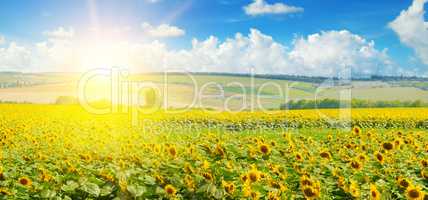 Field of sunflowers and sun rise. Wide photo.