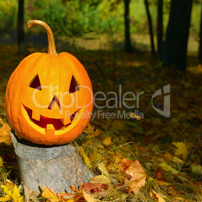 Pumpkin-head against a background of an autumn forest.