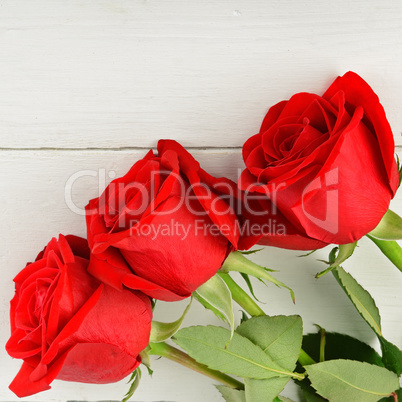 Beautiful red roses on a white wooden background. Flat lay, top