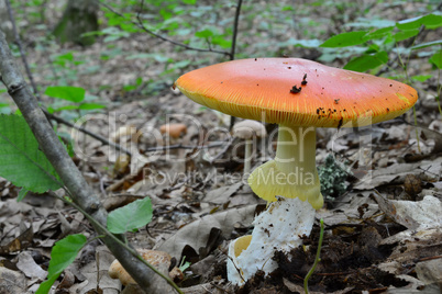 Fully developed Amanita caesarea mushroom