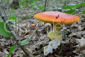 Fully developed Amanita caesarea mushroom
