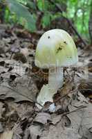 Partly developed very toxic Amanita phalloides mushroom