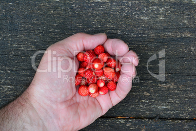 Heap of fresh wild strawberries in a hand