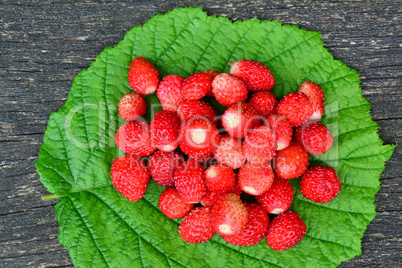 Fresh wild strawberries on green hazel leaf