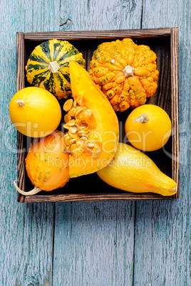 Autumn pumpkin in box