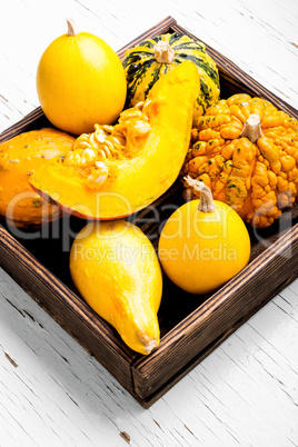 Autumn pumpkin in box