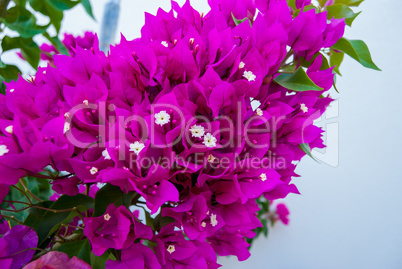 Bright pink purple bougainvillea flowers as floral background. Close - up of bougainvillea flowers