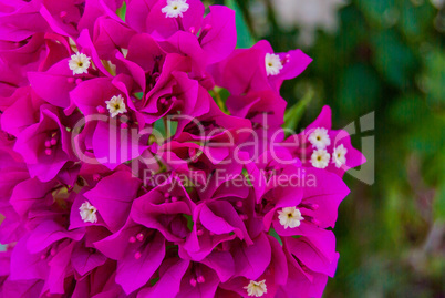 Bright pink purple bougainvillea flowers as floral background. Close - up of bougainvillea flowers