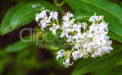 white wild privet flowers