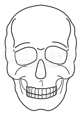 Human skull contour
