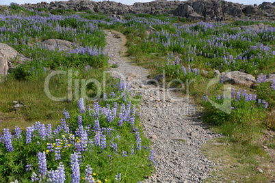 Lupinen bei Djupivogur, Island