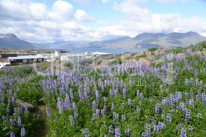 Lupinen bei Djupivogur, Island