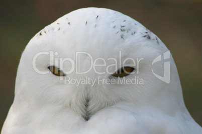 Snowy Owl, (Nyctea scandiaca)