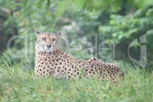 Cheetah  (Acinonyx jubatus)