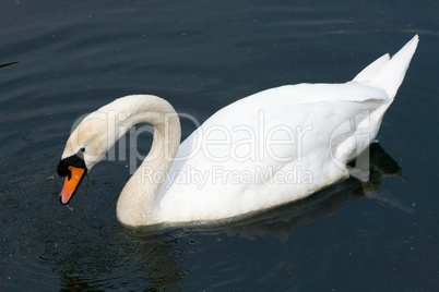 Mute Swan  (Cygnus olor)