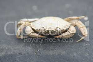 Beach crab (Carcinus maenas)(Carcinus maenas)