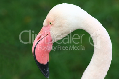 flamingo  (Phoenicopterus ruber)