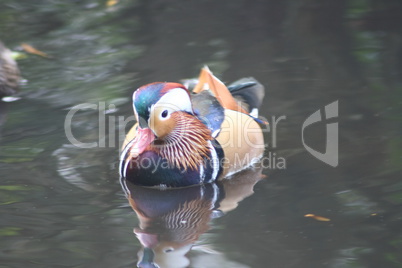 Mandarin duck  (Aix galericulata)