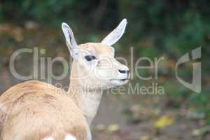 Blackbuck antelope  (Antilope cervicapra)