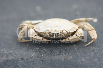 Beach crab (Carcinus maenas)(Carcinus maenas)