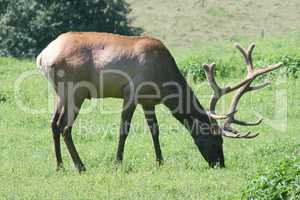 Bull elk  (Cervus canadensis)