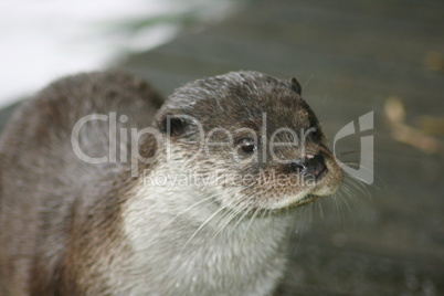 Fischotter Otter (Lutra lutra)