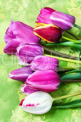 Set of spring tulips