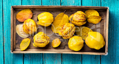 Fruit background with quince