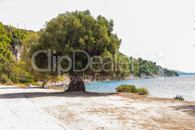 South European landscape with a huge ancient olive tree and a sea bay