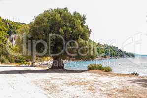 South European landscape with a huge ancient olive tree and a sea bay