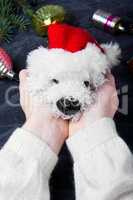 holiday symbolic Christmas dog