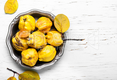 harvest of quince.