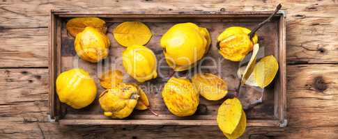 Fragrant autumn quince