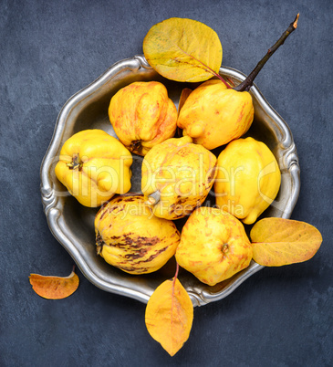 Autumn harvest of quince.