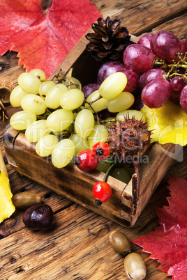 Autumn background with grapes.