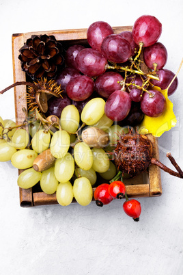 Autumn still life with grapes.