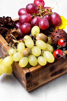 Autumn still life with grapes.