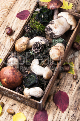 box with forest mushrooms