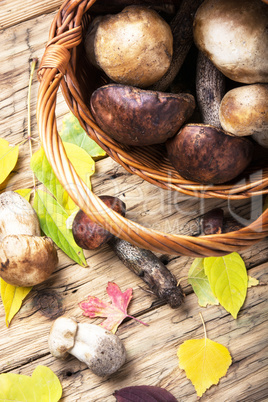 harvest of forest mushrooms